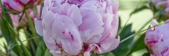 Pfingstmontag - Schulverwaltung geschlossen