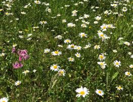 Bild Blumenwiese