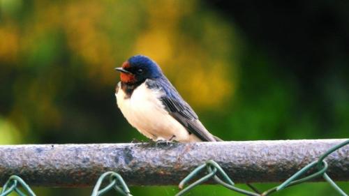 Bild Rauchschwalbe. Foto: Andreas Böckle