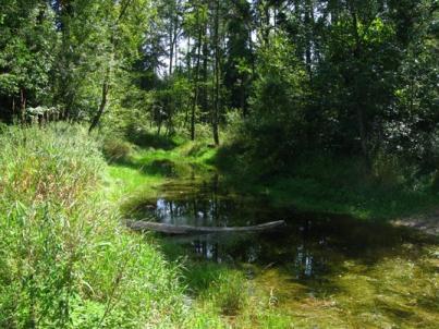 Bild Waldtümpel in der Förliweid