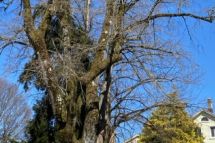 Fällung einer Winterlinde an der Bahnhofstrasse 234