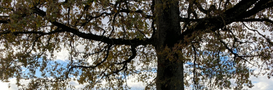 Die Stadt Wetzikon stärkt das Baumförderprogramm