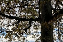 Die Stadt Wetzikon stärkt das Baumförderprogramm