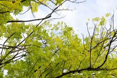 Mehr Grün gegen die Hitze: Stadt Wetzikon fördert naturnahe und entsiegelte Flächen