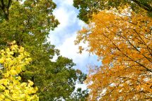 Genehmigung der Revision des Natur- und Landschaftsinventars der Stadt Wetzikon