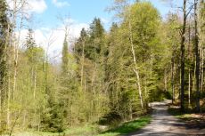 Feuerverbot im Wald und in Waldesnähe
