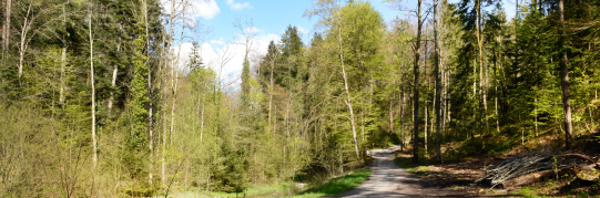 Feuerverbot im Wald und in Waldesnähe