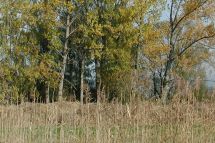 Aufforderung zum Rückschnitt von Bepflanzungen an Strassen und Wegen