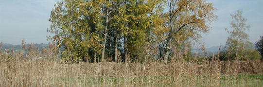Aufforderung zum Rückschnitt von Bepflanzungen an Strassen und Wegen
